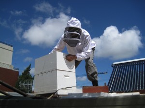 Inspecting a hive preched on a roof in Melbourne