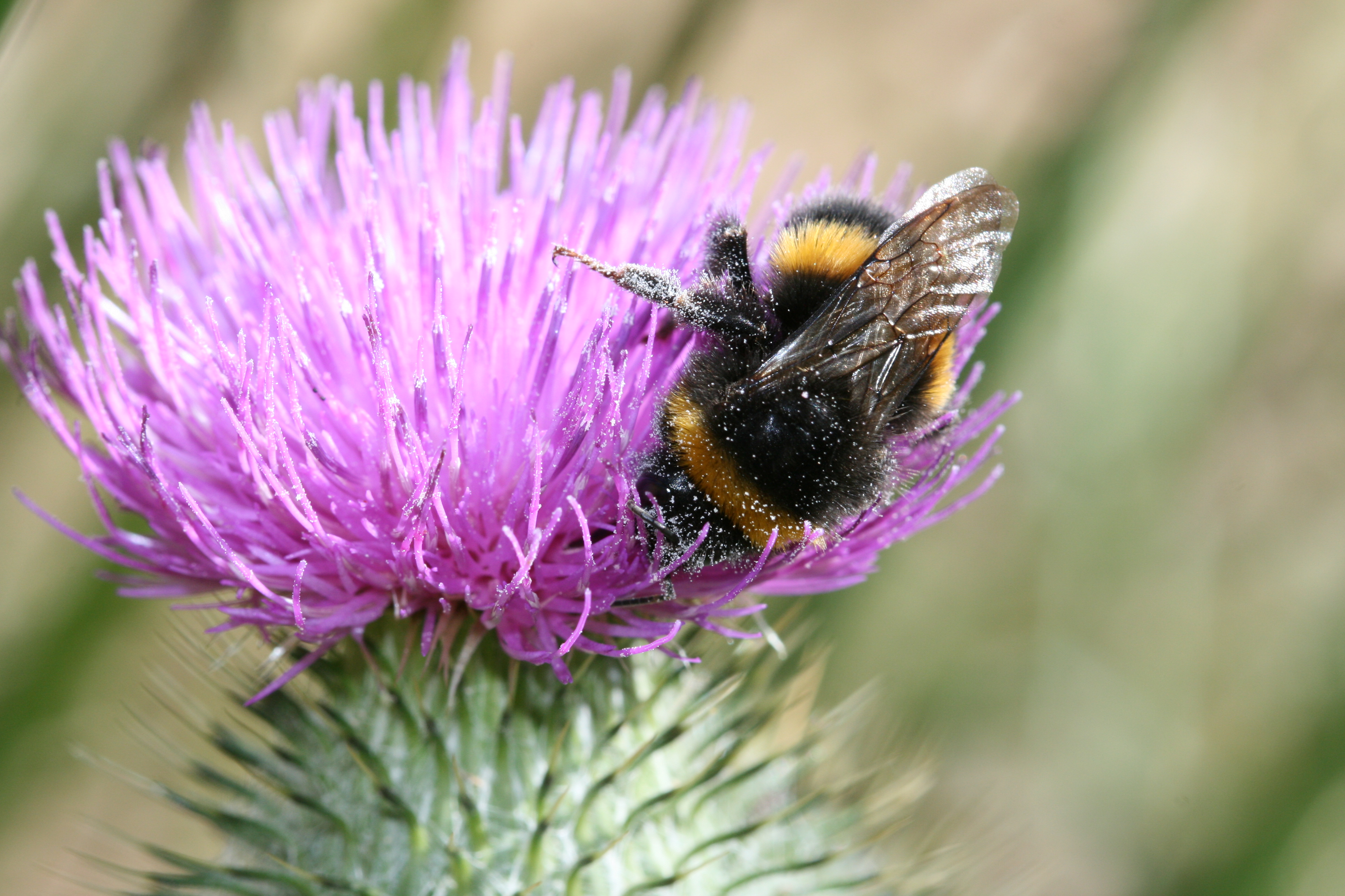 A pest on a weed: Bumble bee on a thistle in Tasmania.