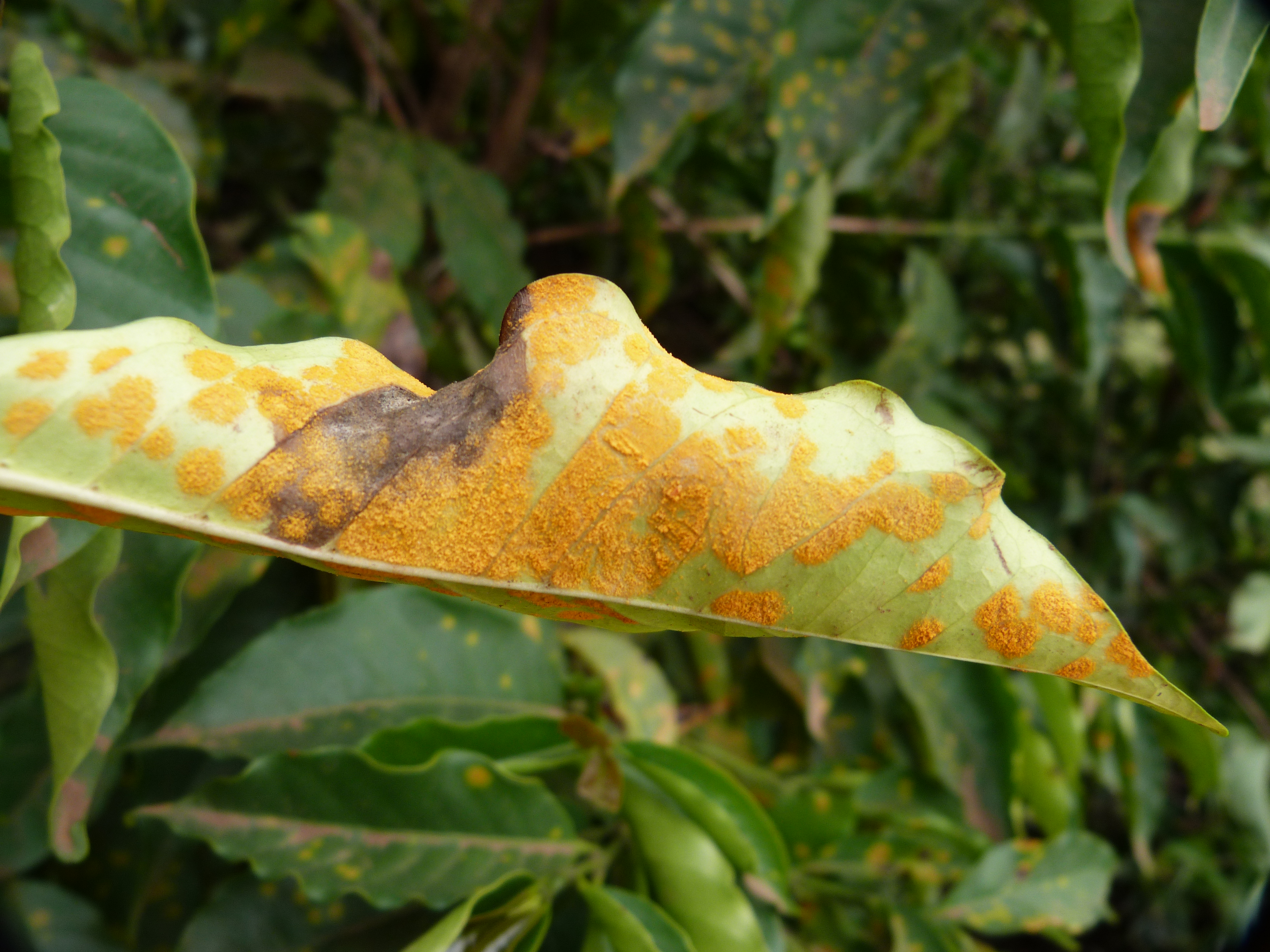 Hemileia vastatrix or coffee rust infecting a coffee leaf on Karen Blixen’s property in Kenya.